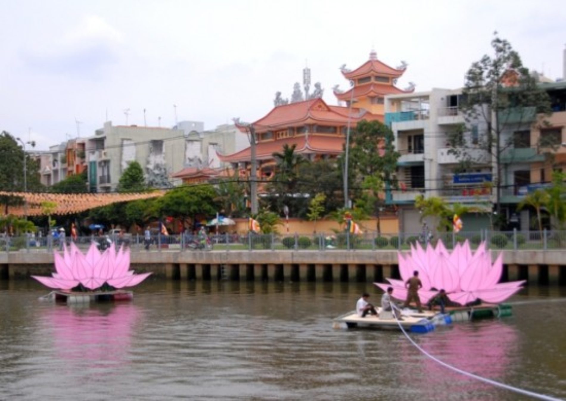 7 đóa sen hồng đã xuất hiện trên kênh Nhiêu Lộc